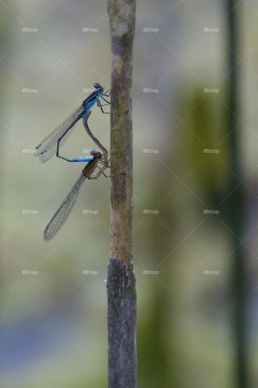 Blue Dragonflies Pairing