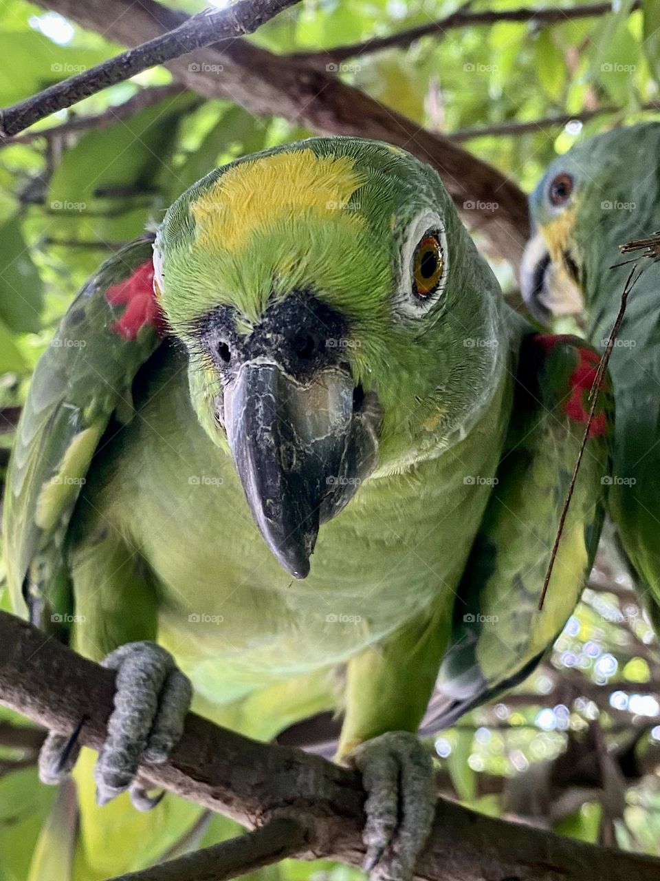A yellow-crowned parrot perched on a branch in a tree 