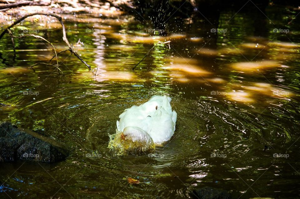 Goose Splashing