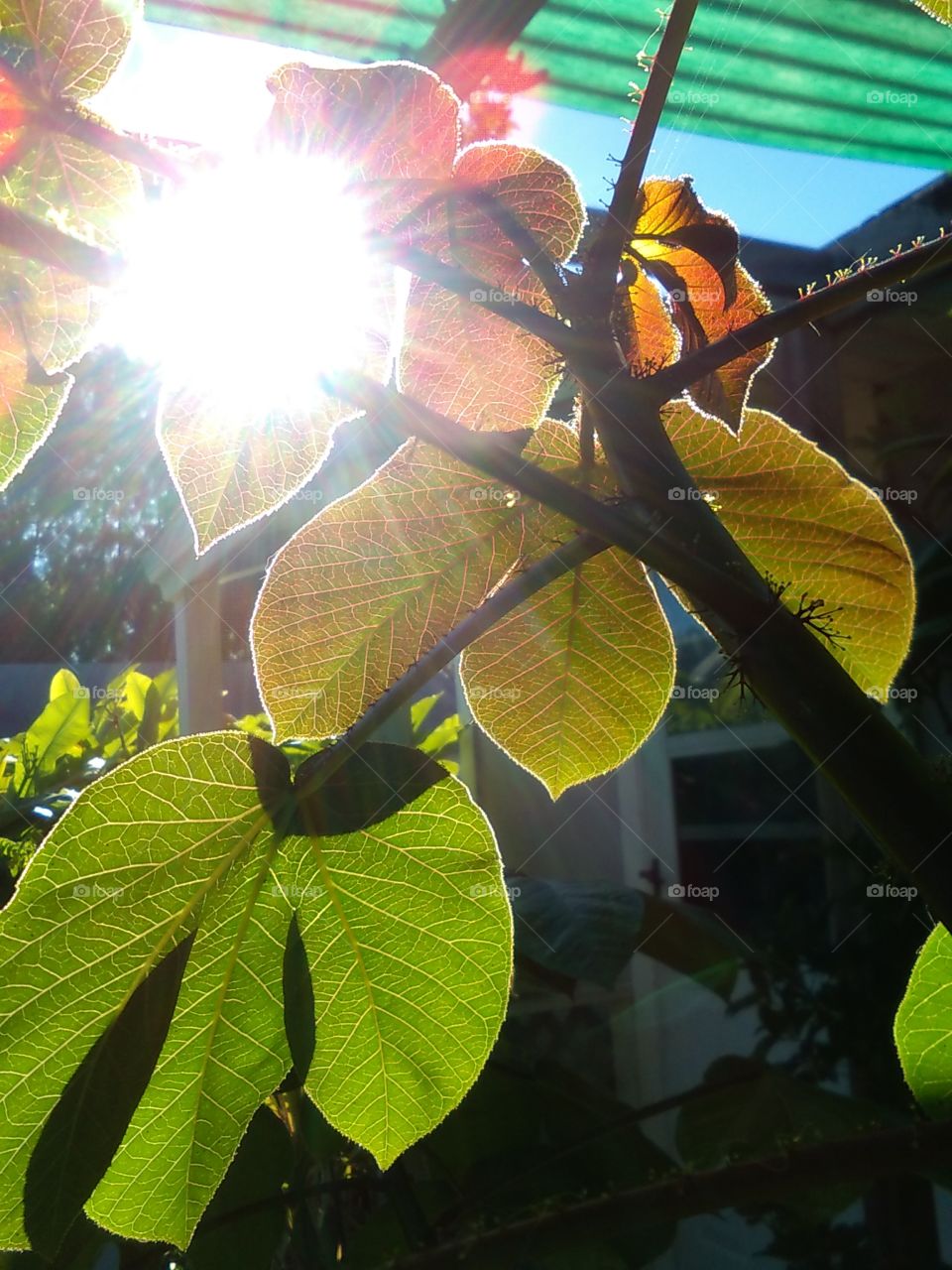 Sun Through The Leaves