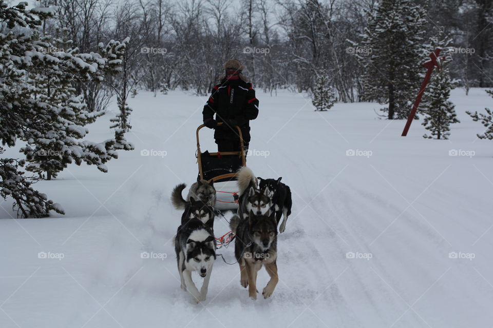 Huskies sledding in the snow, Finland