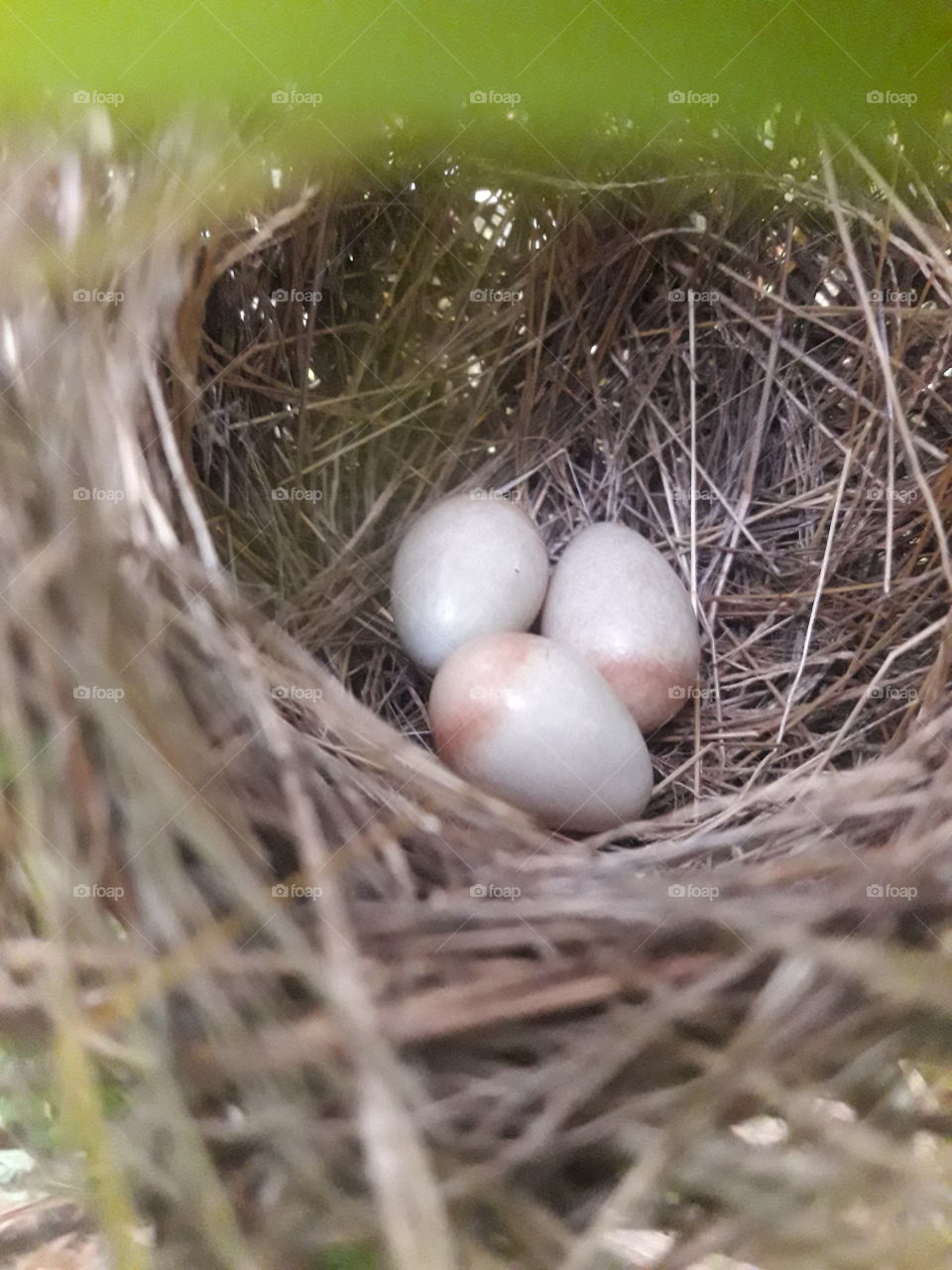 Jungle  birds  eggs