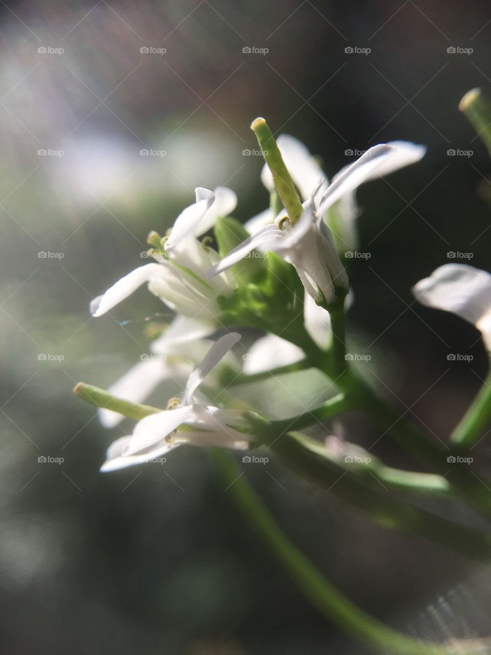 White flower