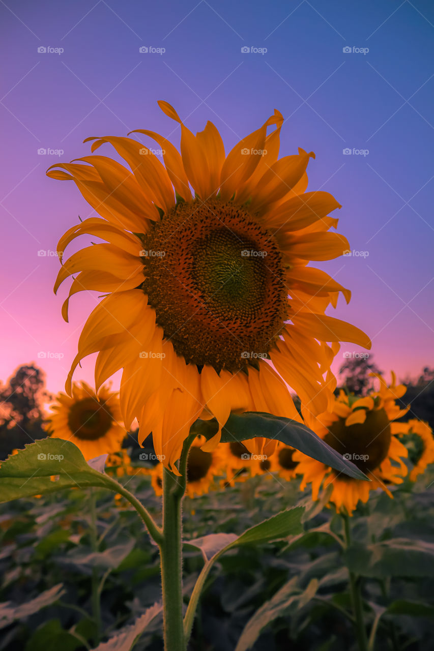 sunflower