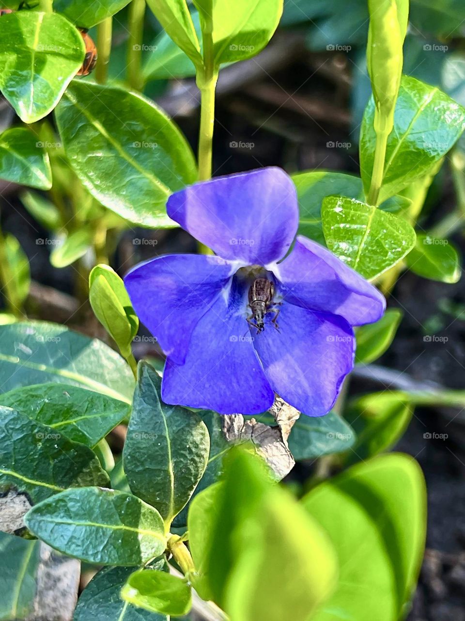 A close-up photo of a weevil sitting in a periwinkle flower, focusing on the details of the insect and the flower.