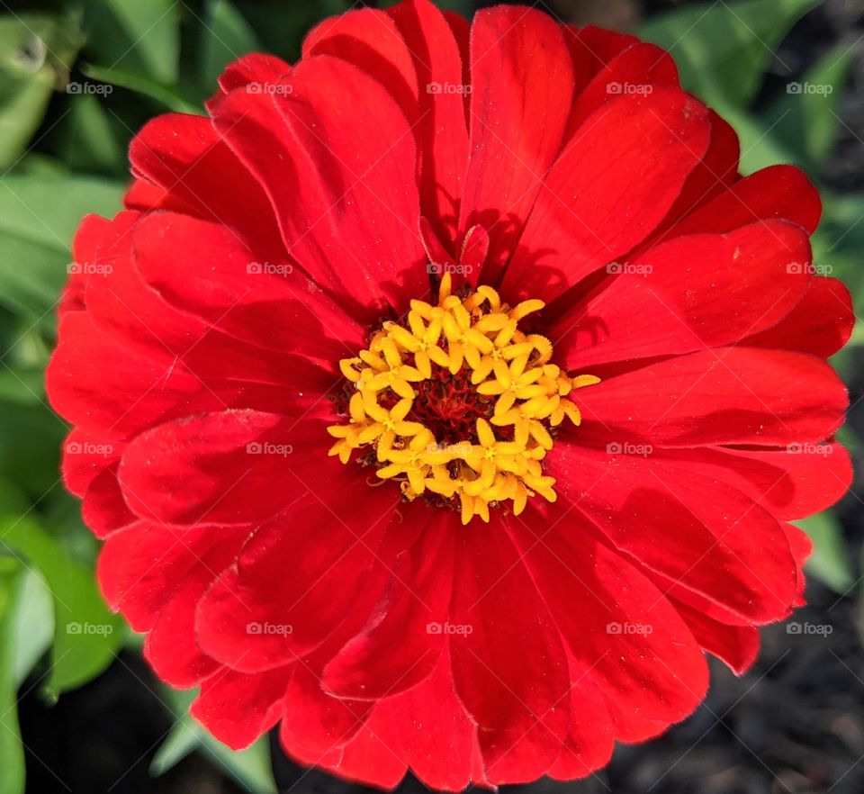 red flower