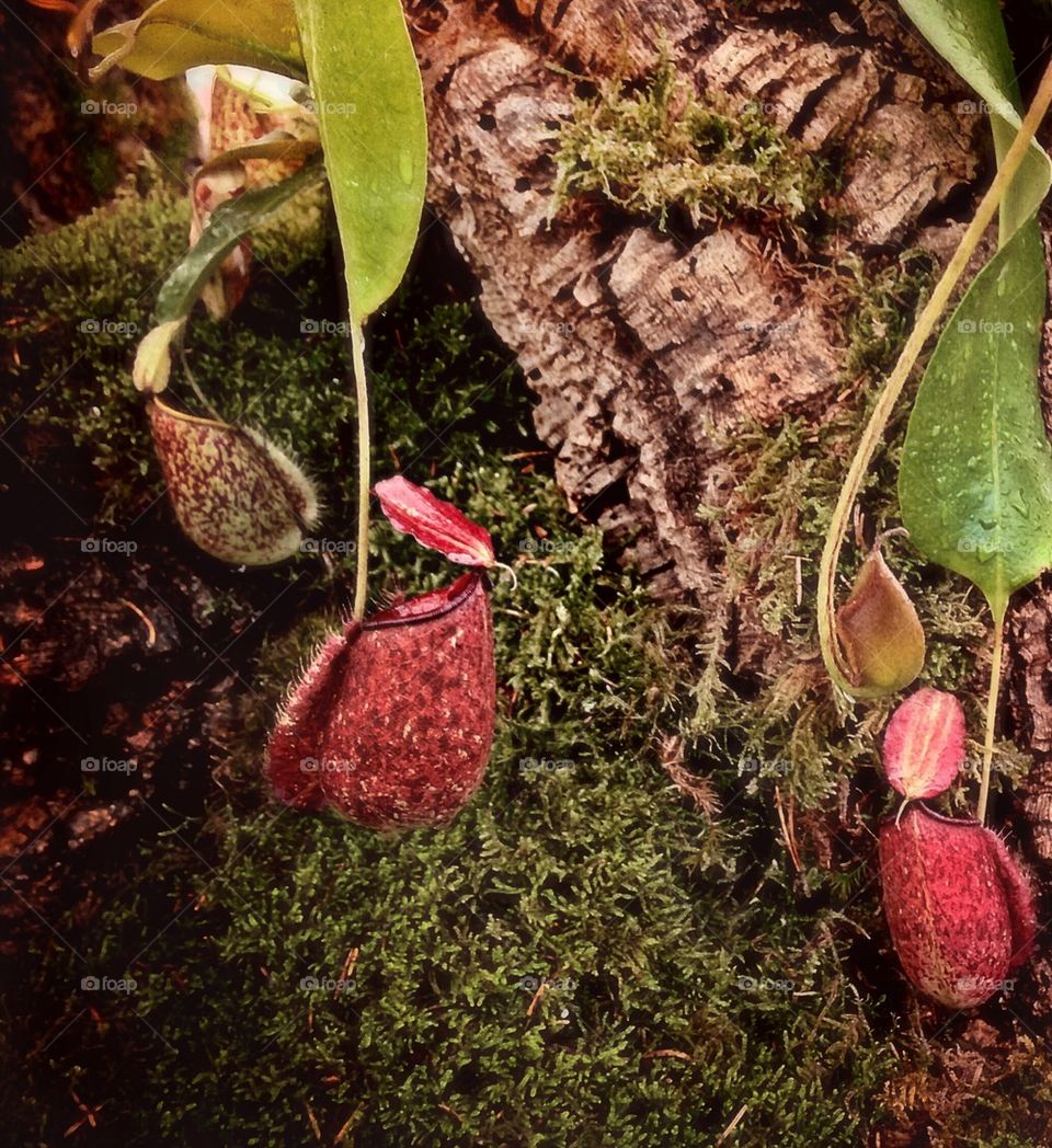 iphone carnivorous plants plants nature by lateproject