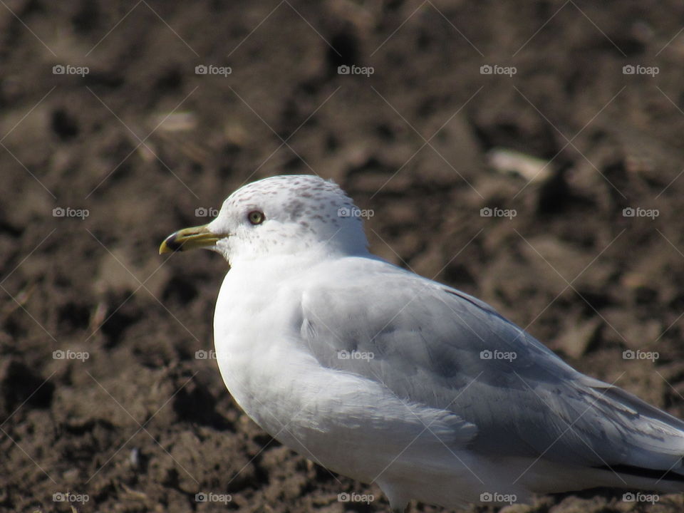 Sea gull away from the sea shore