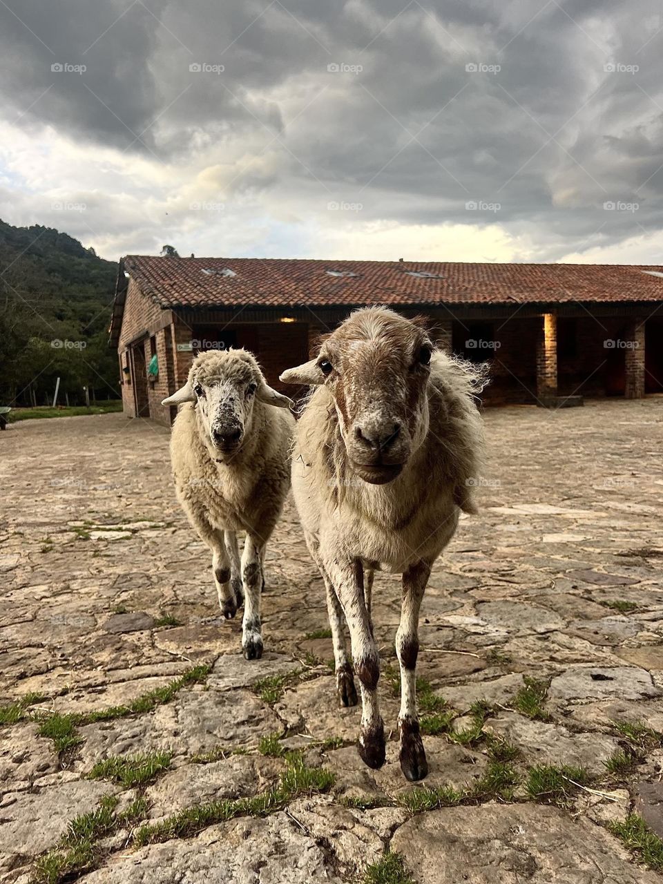 Sheep taking a walk