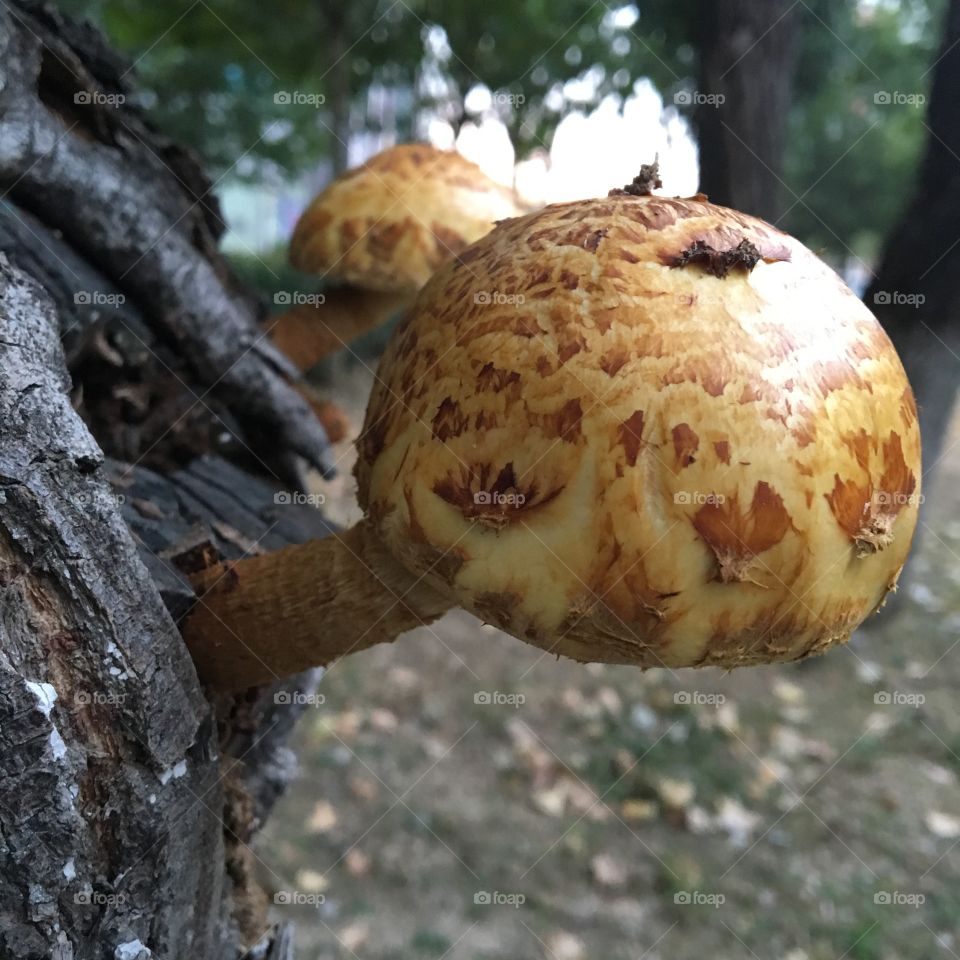 mushroom