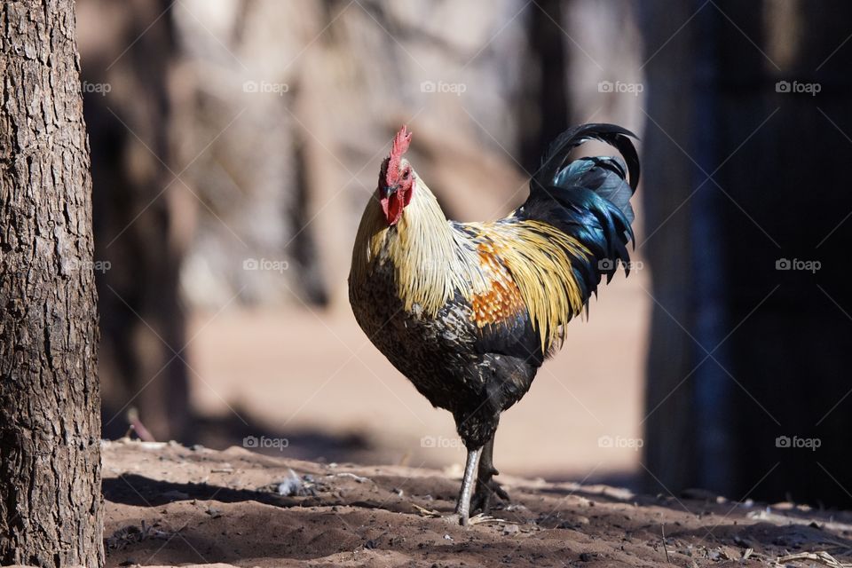 Rooster in Livingston, Zambia 