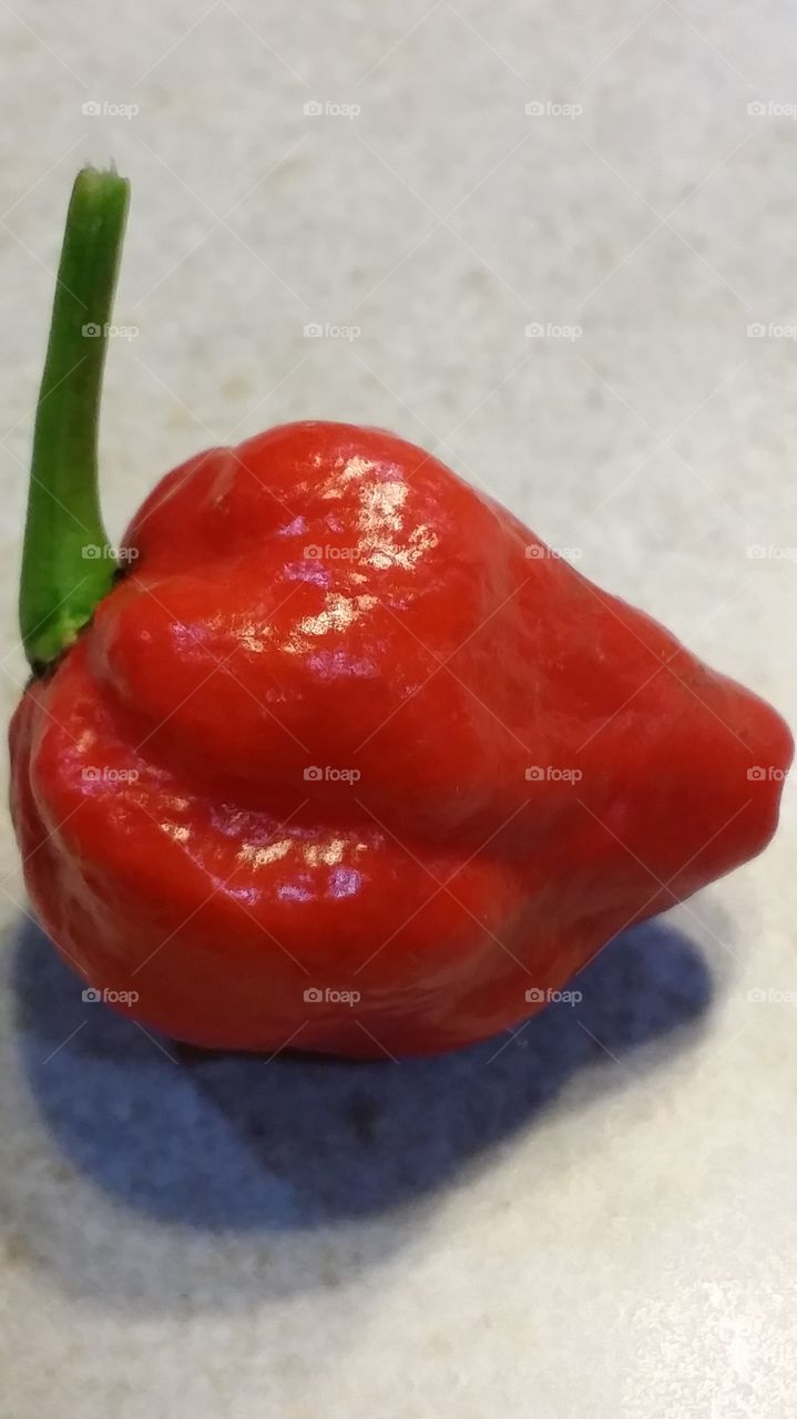 Bhut Jolokia. Worlds hottest pepper