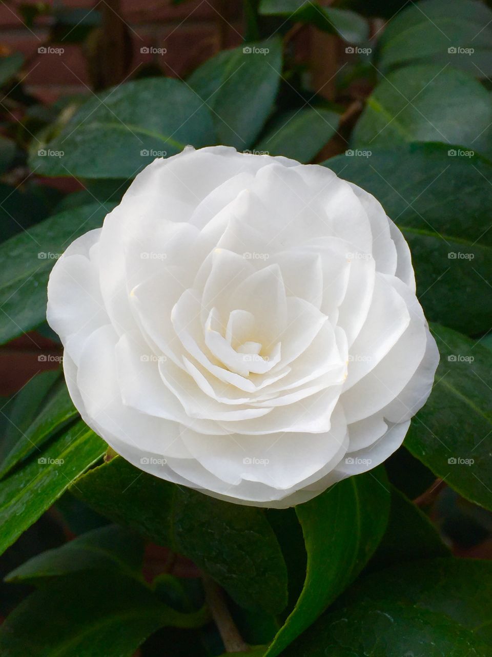 Camellia Japanica  - Trädgårdsforeningen - Goteborg