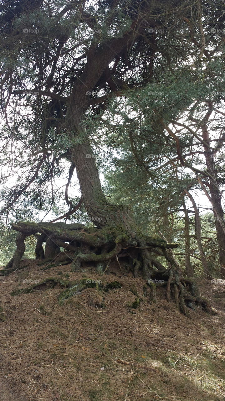 Old Tree. Taken during walk on the heath