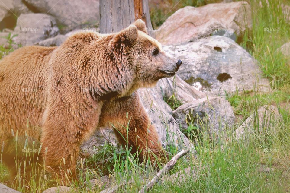 Bear. A brown bear