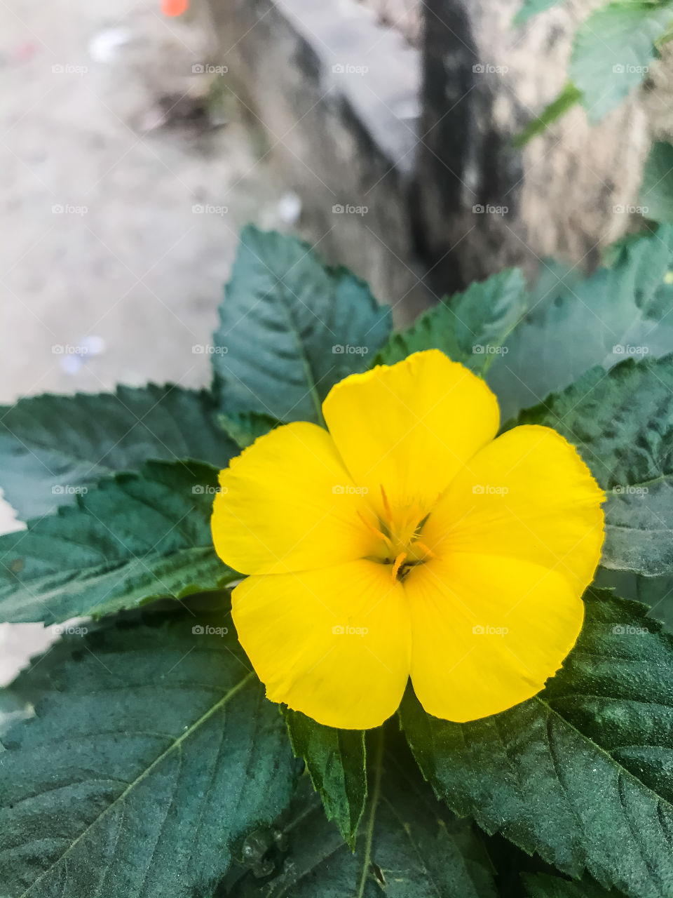 Beautiful yellow flower in the garden 