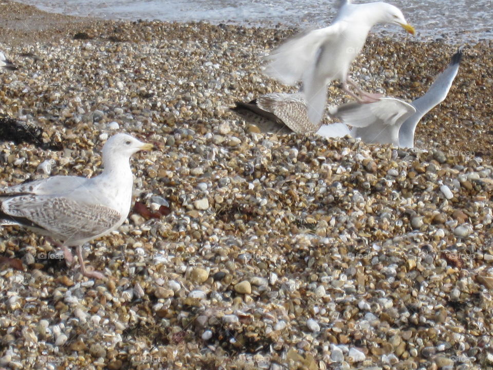 Seagulls