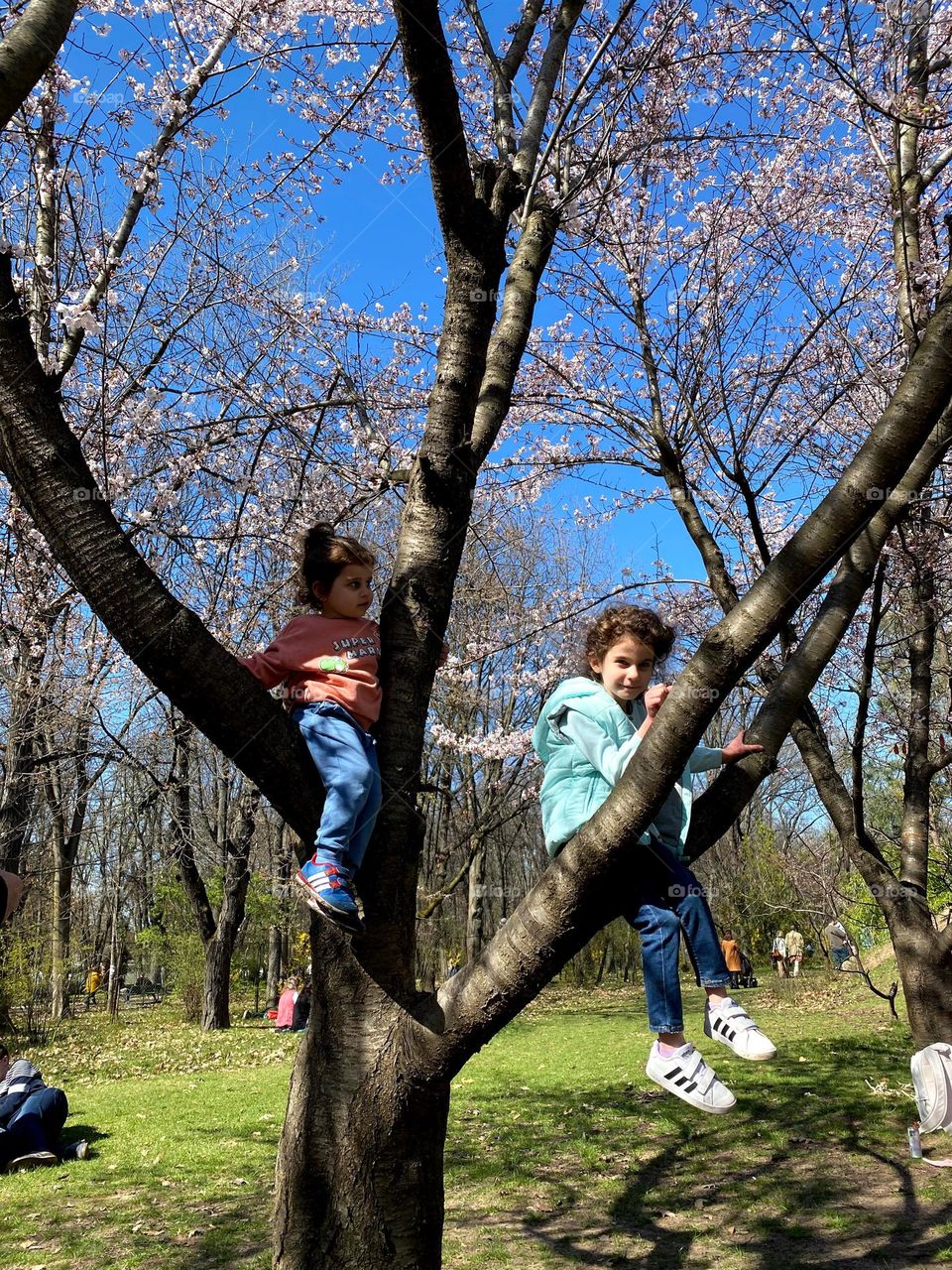 Trees bloomed