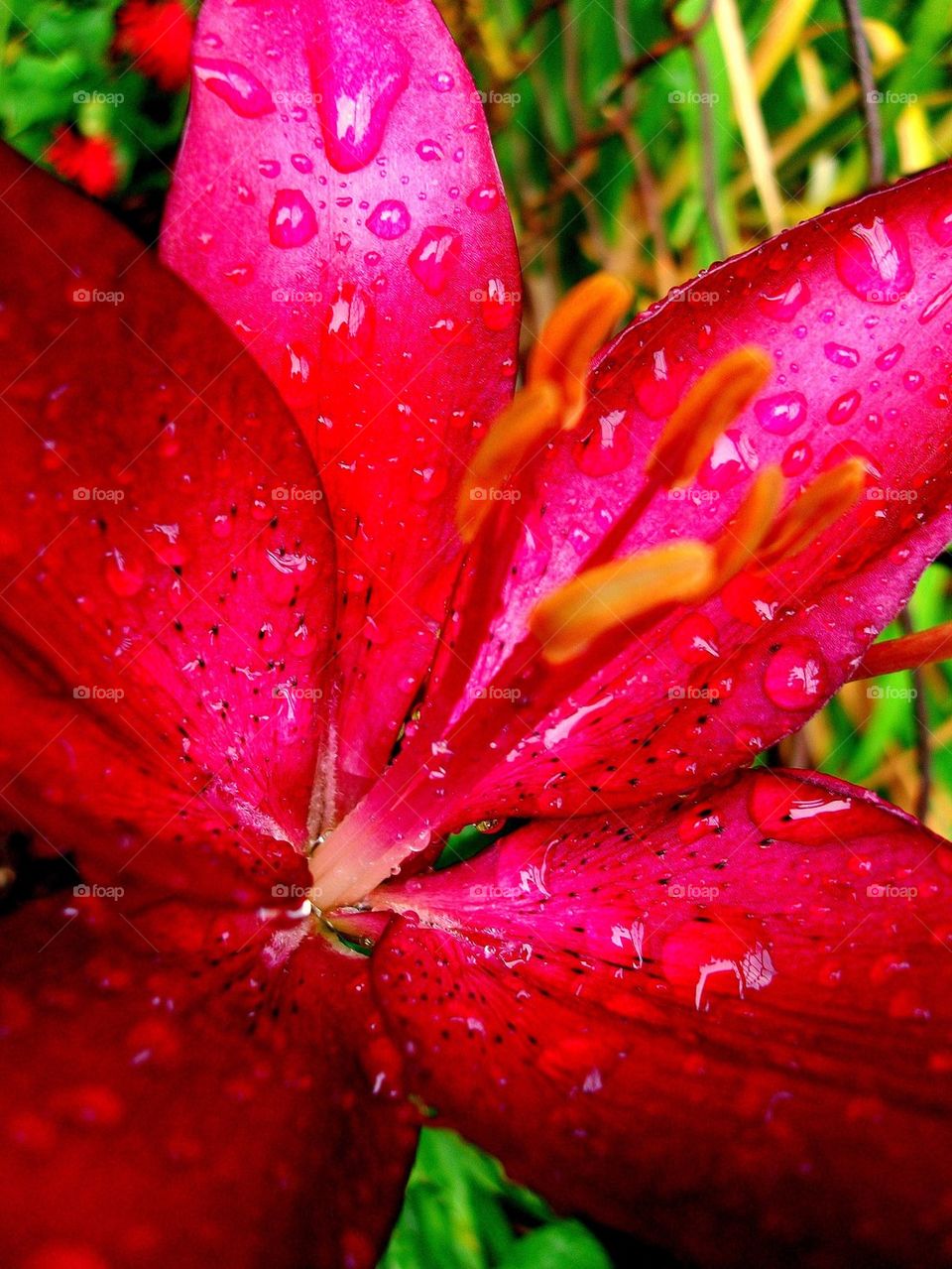 Weeping Red Flower