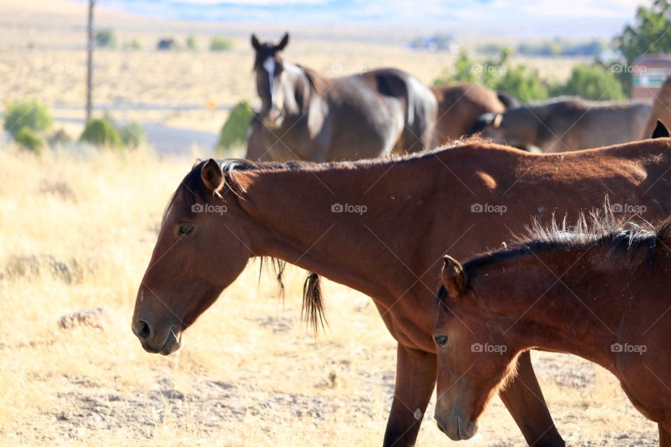 Wild American mustang mare with her colt in the Sierra Nevada desert