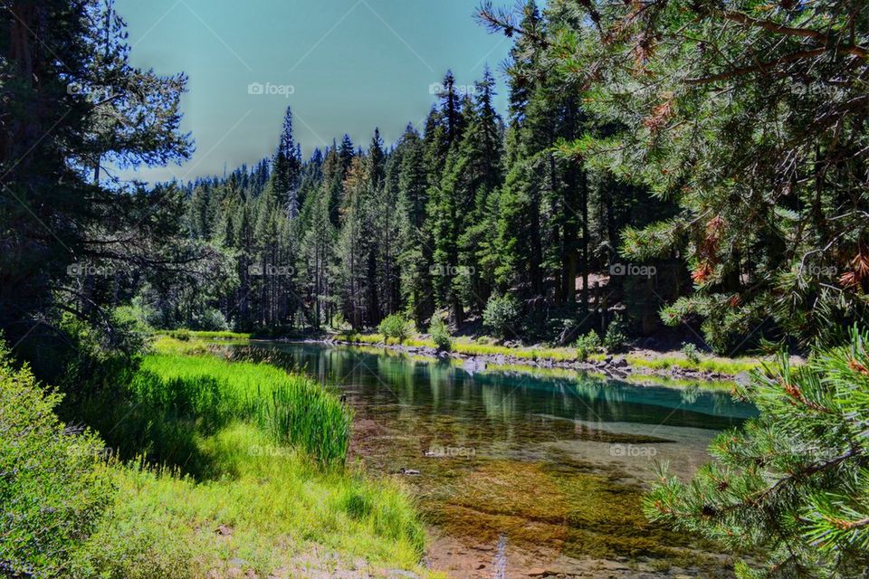 Trees reflected on lake