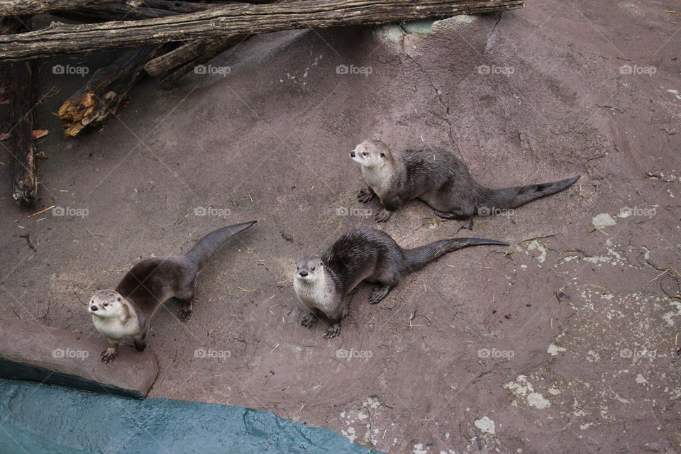 Sea Otters