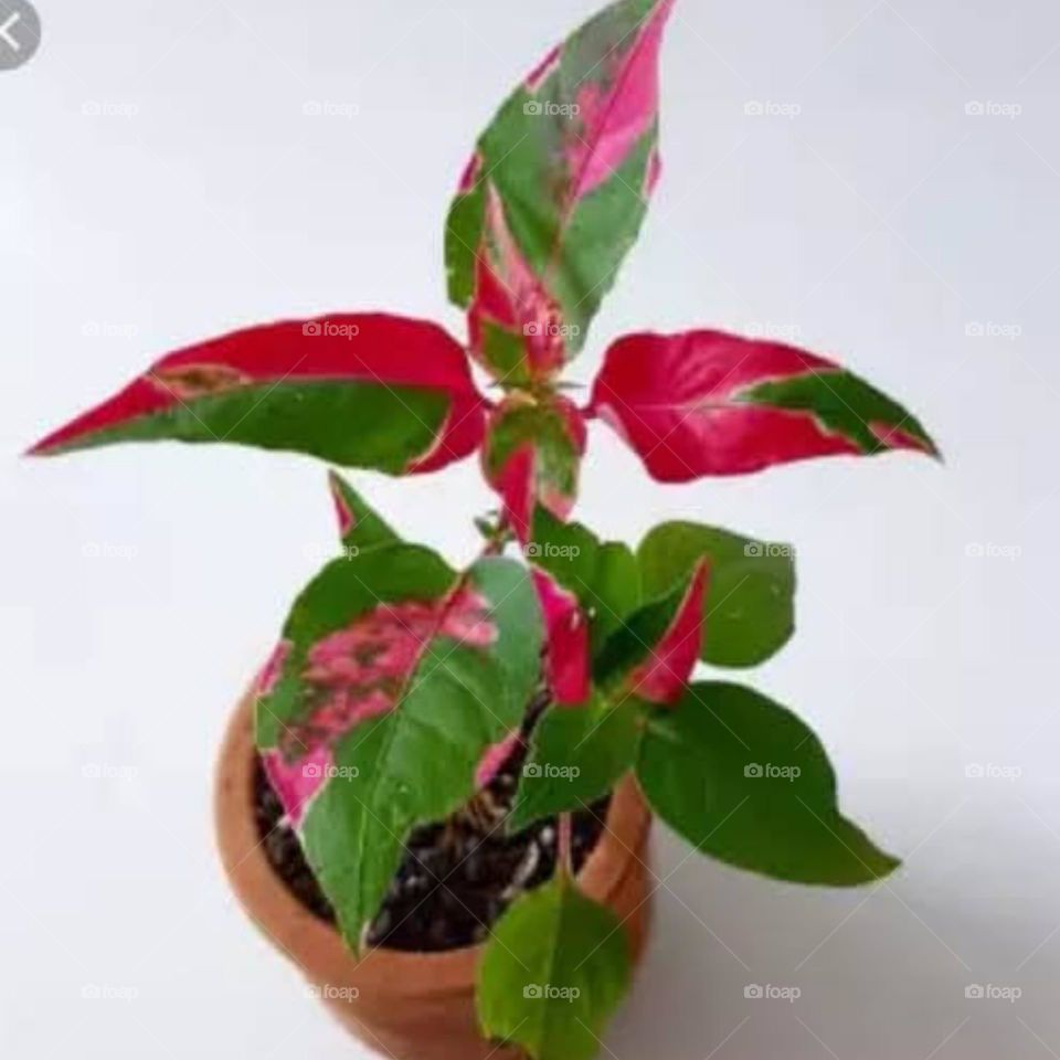 ornamental plants with colorful leaves