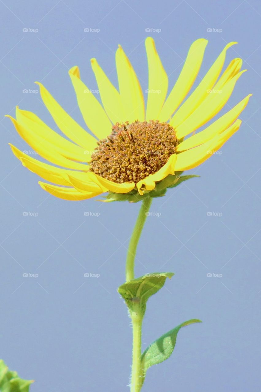 Sunflower 1