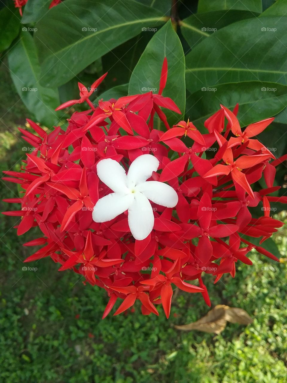 begonia in a red petals