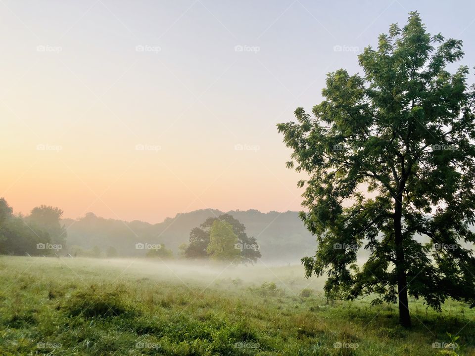 Fog over the pastures at dawn at Harmony Ranch 