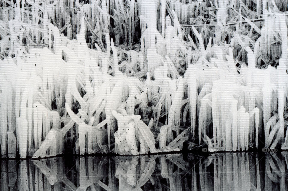 Frozen Grass