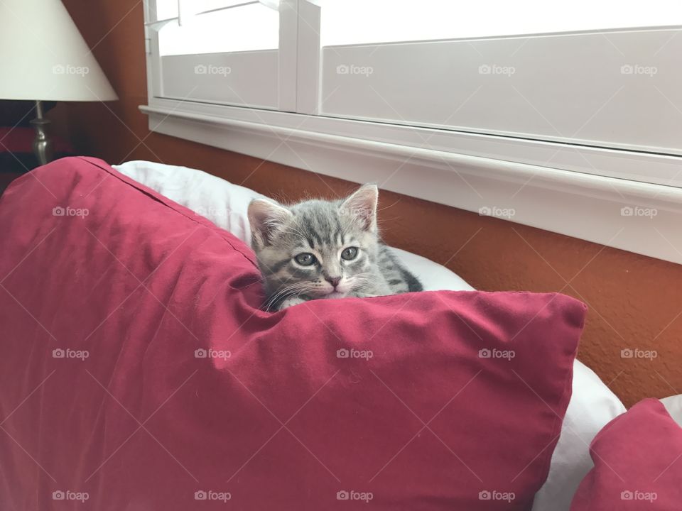 Kitten