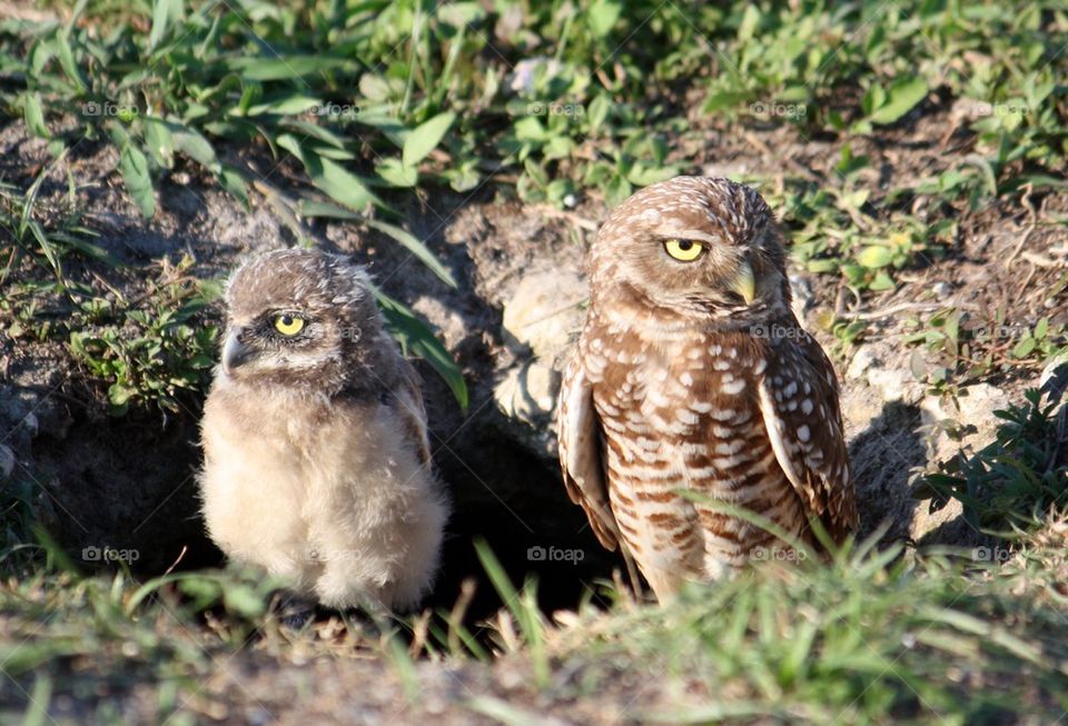 Mama and baby burrowing owl