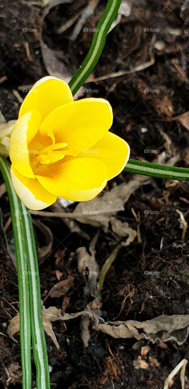 first flower of the spring