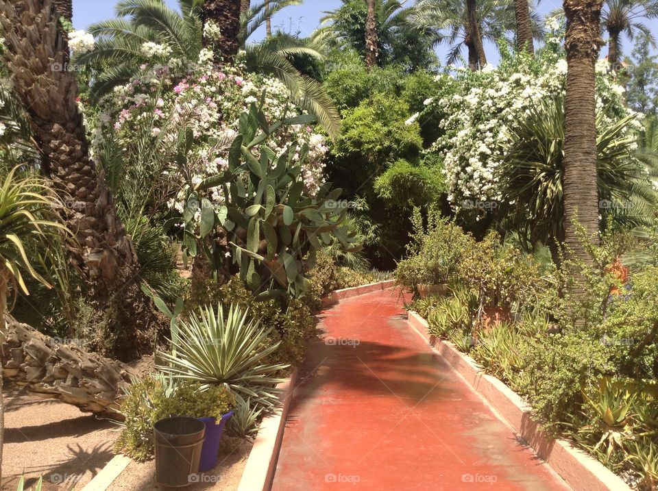 The majorelle jardin, marrakech, morrocco