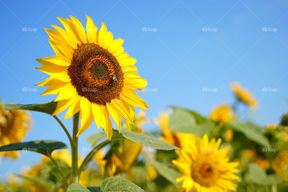 Sunflowers