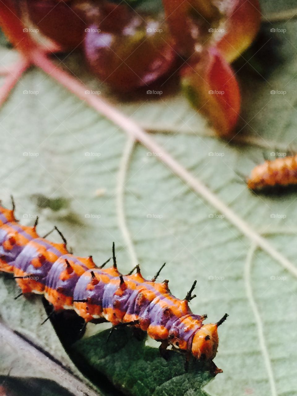 caterpillar