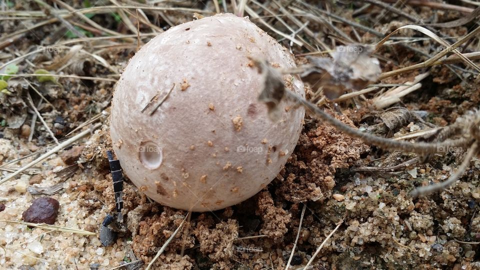Fungus!. After 3 weeks of constant rain, my yard was full of mushrooms ... of all shapes and sizes.