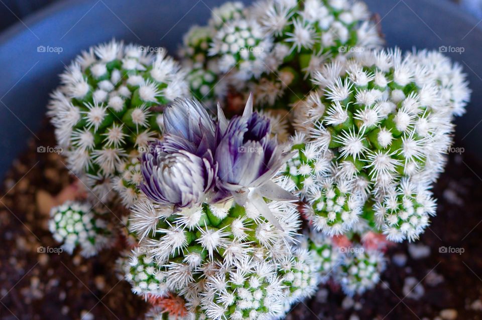 Purple and Prickly cactus up close