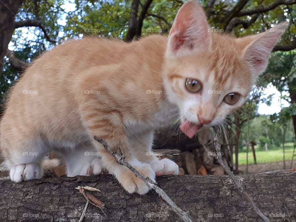 An adorable kitten exploring