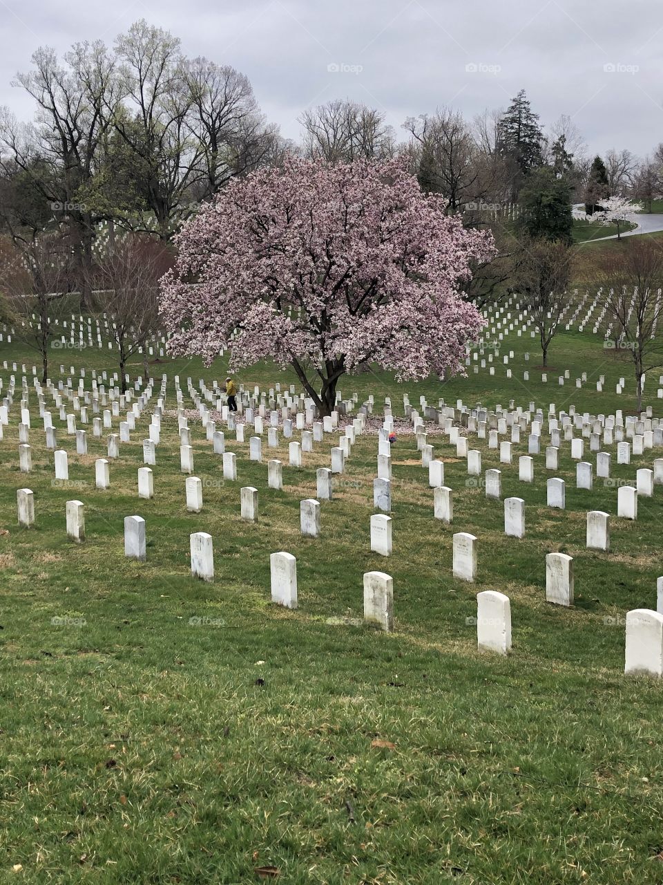 Arlington cherry blossom