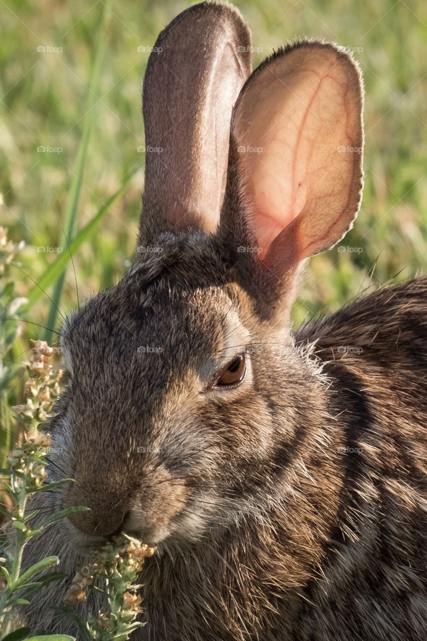 An eastern cottontail rabbit gives the camera a “stink eye”. Raleigh, North Carolina. 