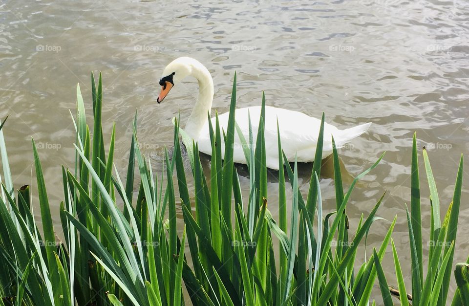Beautiful swan gliding past the luscious reeds