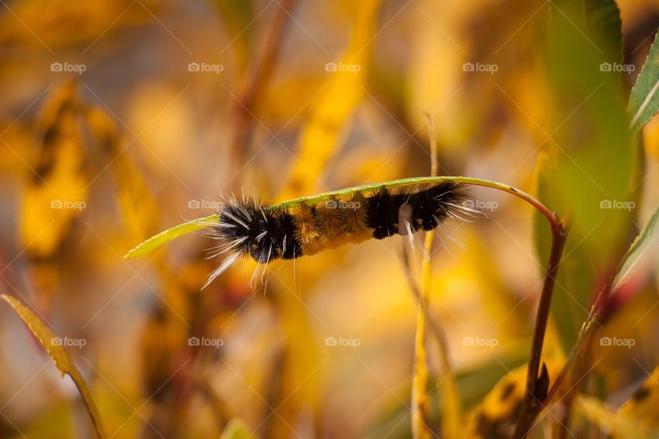 Close-up of caterpillar