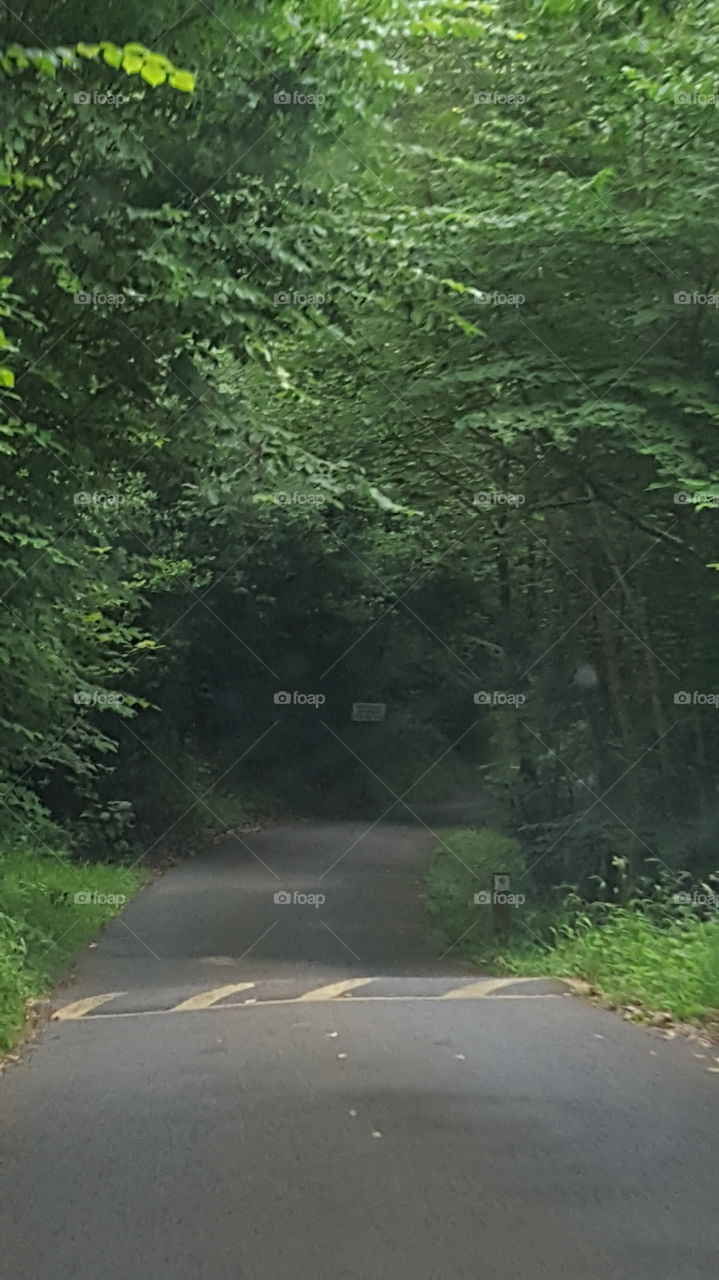 tunnel of trees