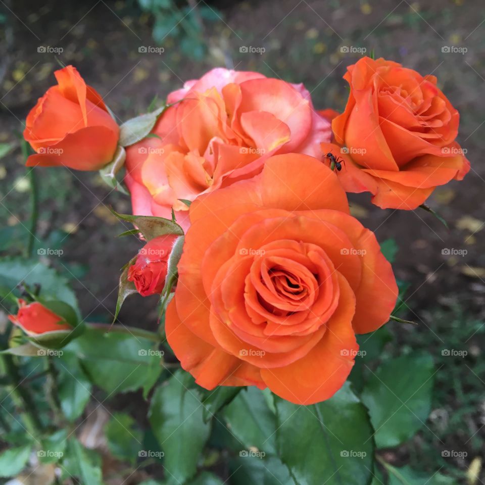 MINI ROSAS Laranjas -
#Flores do nosso #jardim, para alegrar e embelezar nosso dia!
#Jardinagem é nosso #hobby. 
🌹
#flor #flowers #flower #pétalas #garden #natureza #nature #flora #photography #fotografia