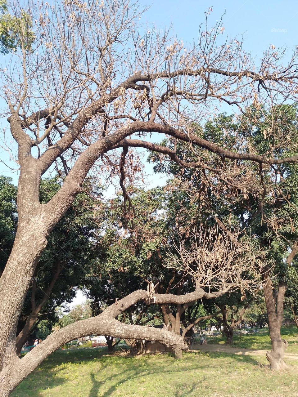 dried mango tree