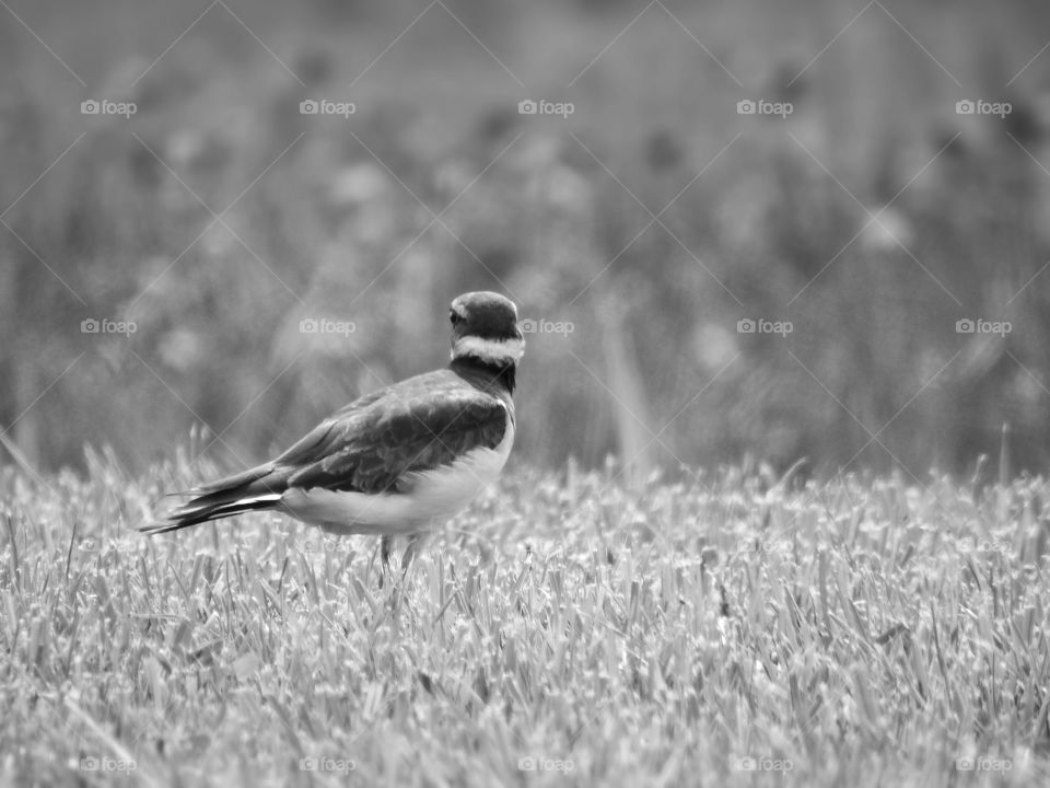 Bw bird in field