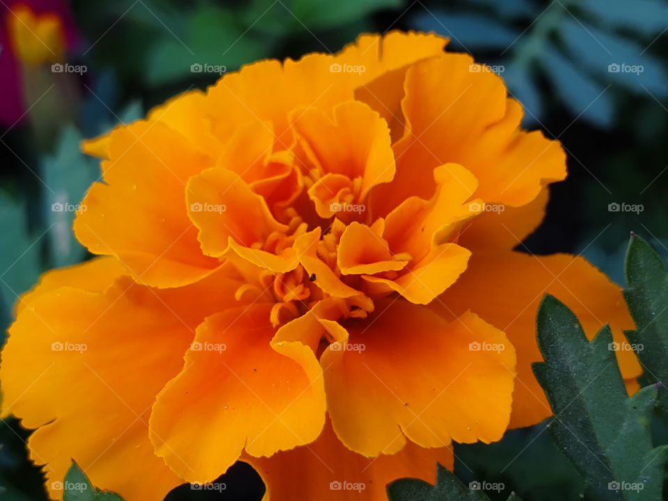 bright orange flower closeup