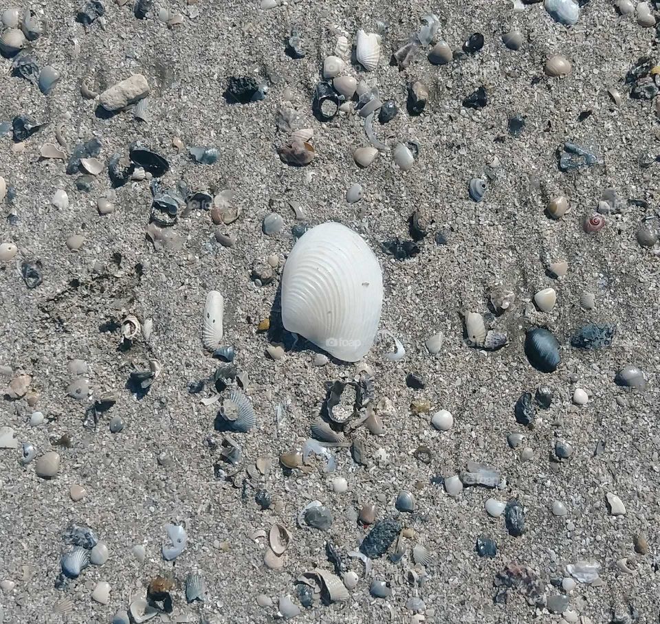 seashells on the seashore.
